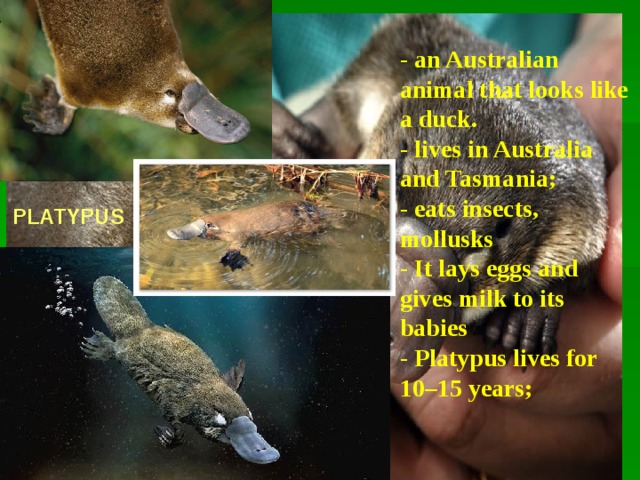 - an Australian animal that looks like a duck. - lives in Australia and Tasmania; - eats insects,  mollusks - It lays eggs and gives milk to its babies - Platypus lives for 10–15 years;  PLATYPUS  