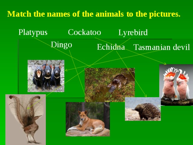 Match the names of the animals to the pictures. Platypus Cockatoo Lyrebird Dingo Echidna Tasmanian devil 