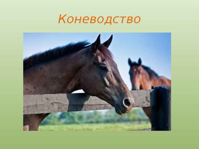 Коневодство 