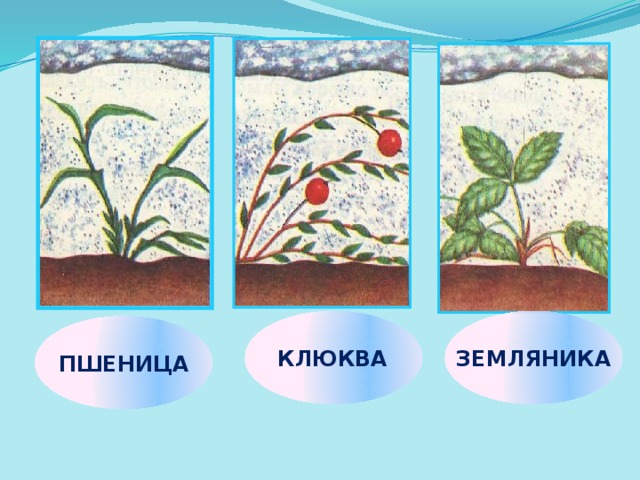 КЛЮКВА ЗЕМЛЯНИКА ПШЕНИЦА 