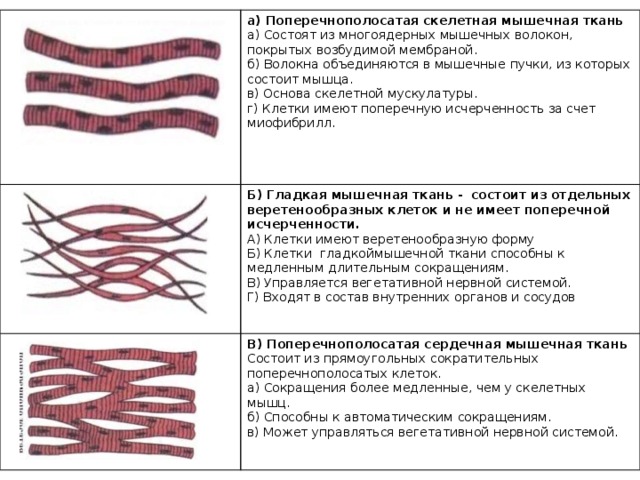а) Поперечнополосатая скелетная мышечная ткань а) Состоят из многоядерных мышечных волокон, покрытых возбудимой мембраной. Б) Гладкая мышечная ткань - состоит из отдельных веретенообразных клеток и не имеет поперечной исчерченности. В) Поперечнополосатая сердечная мышечная ткань б) Волокна объединяются в мышечные пучки, из которых состоит мышца. А) Клетки имеют веретенообразную форму Б) Клетки гладкоймышечной ткани способны к медленным длительным сокращениям. Состоит из прямоугольных сократительных поперечнополосатых клеток. в) Основа скелетной мускулатуры. г) Клетки имеют поперечную исчерченность за счет миофибрилл. а) Сокращения более медленные, чем у скелетных мышц. В) Управляется вегетативной нервной системой. б) Способны к автоматическим сокращениям. Г) Входят в состав внутренних органов и сосудов в) Может управляться вегетативной нервной системой. 