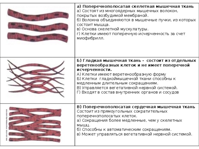 Какими буквами обозначены изображения гладкой мышечной ткани впр по биологии