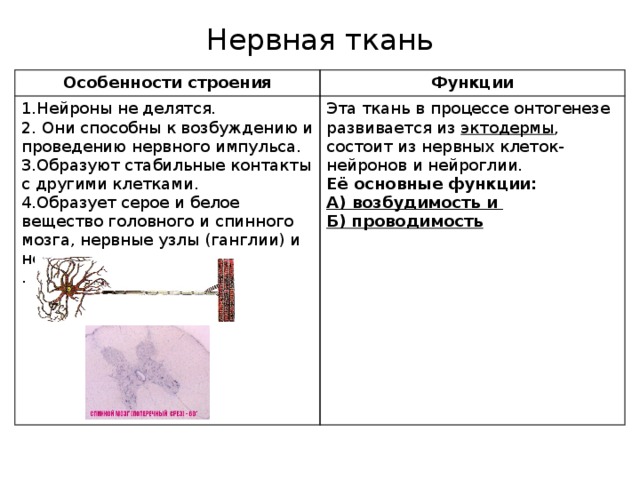 Ткани особенности строения и функции. Нервная ткань особенности строения и функции. Особенности строения нервной ткани таблица. Особенности нервной ткани животных. Нервная ткань ткань особенности строения.