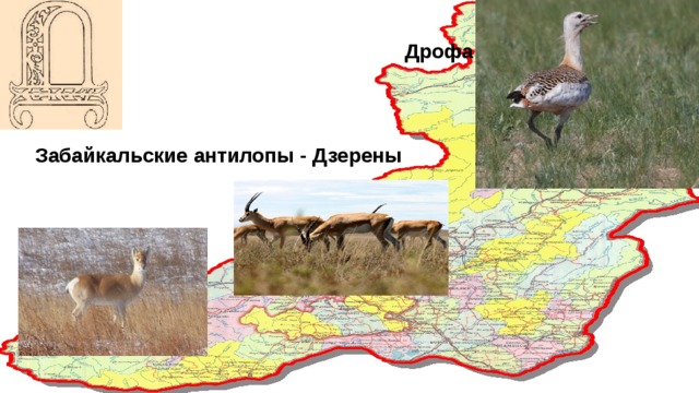 Дрофа природная зона. Дрофа Забайкалье. Дрофа распространение. Дрофа в Забайкальском крае. Карта распространения Дрофы.