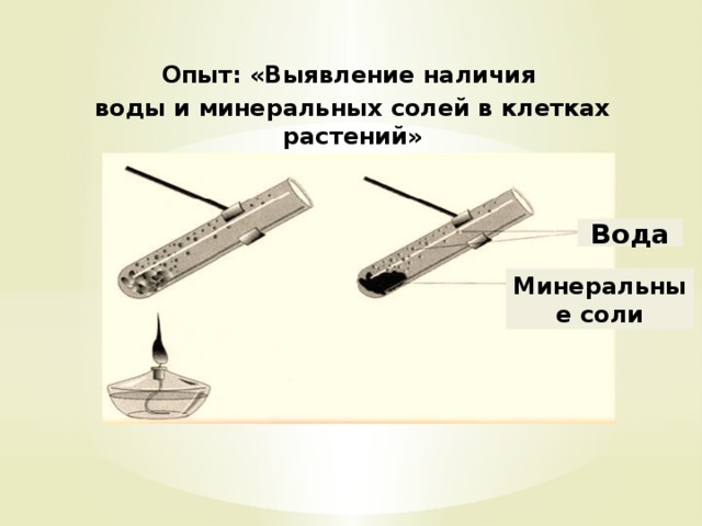 Наличие веществ. Опыт обнаружение воды. Обнаружение воды всемнах. Опыт обнаружения воды 5 класс. Обнаружение воды в семенах опыт.