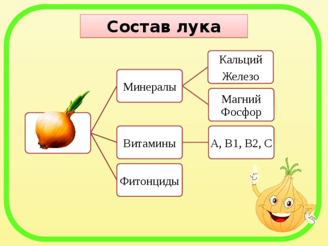 Лук репчатый состав. Лук репчатый химический состав.