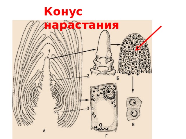 Процесс нарастания. Конус нарастания. Строение конуса нарастания. Конус нарастания это в биологии. Где находится конус нарастания.