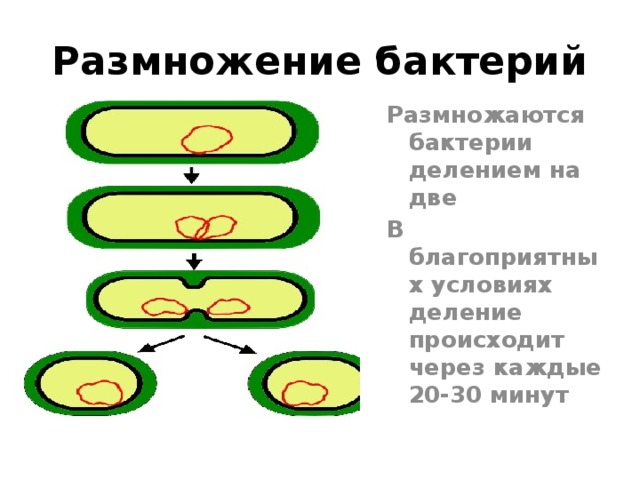 Деление бактерий