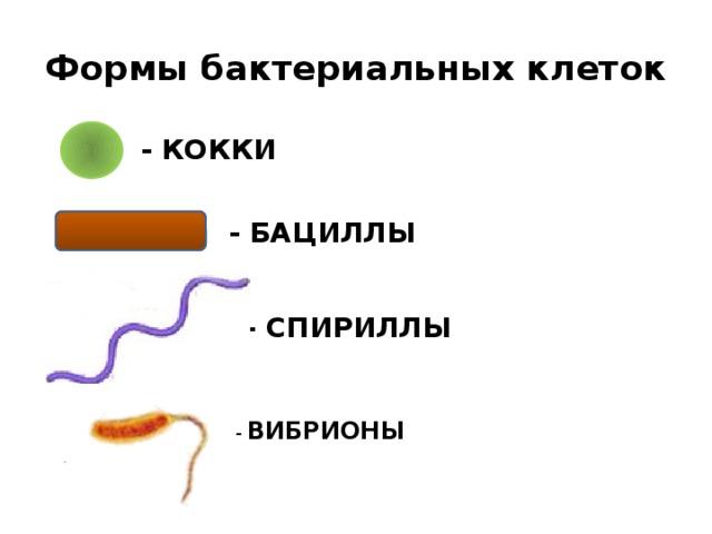 Формы бактериальных клеток - КОККИ  - БАЦИЛЛЫ  - СПИРИЛЛЫ - ВИБРИОНЫ 