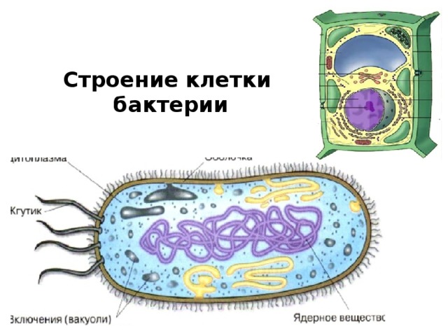 Строение клетки  бактерии 