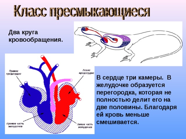 Два круга кровообращения. В сердце три камеры. В желудочке образуется перегородка, которая не полностью делит его на две половины. Благодаря ей кровь меньше смешивается. 