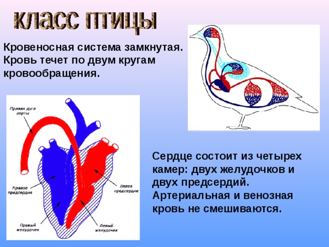 Кровеносная система замкнутая. Кровь течет по двум кругам кровообращения. Сердце состоит из четырех камер: двух желудочков и двух предсердий. Артериальная и венозная кровь не смешиваются. 