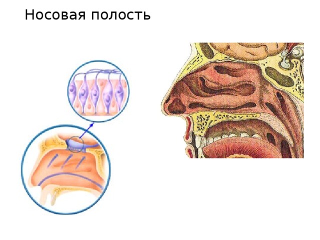 Носовая полость 