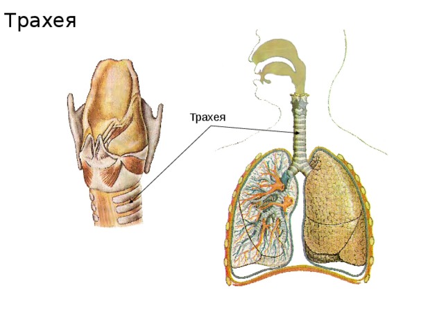 Трахея Трахея 