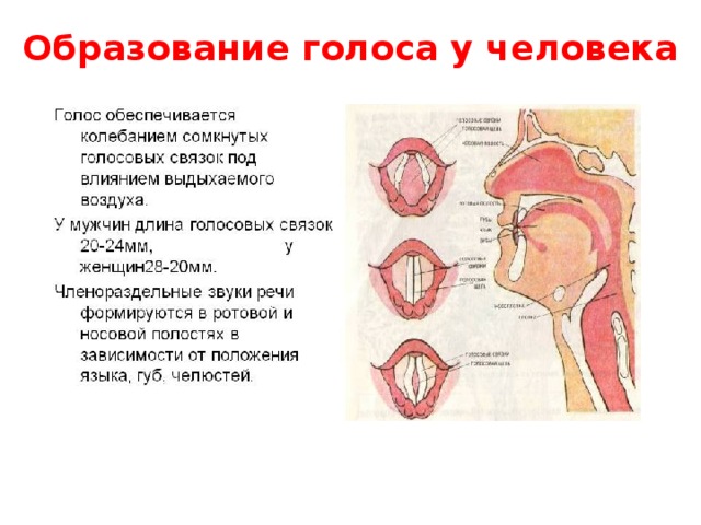 Образование голоса у человека 