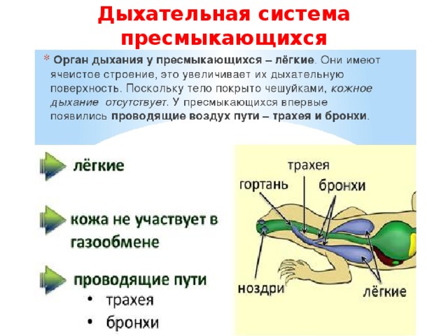 Дыхательная система пресмыкающихся 