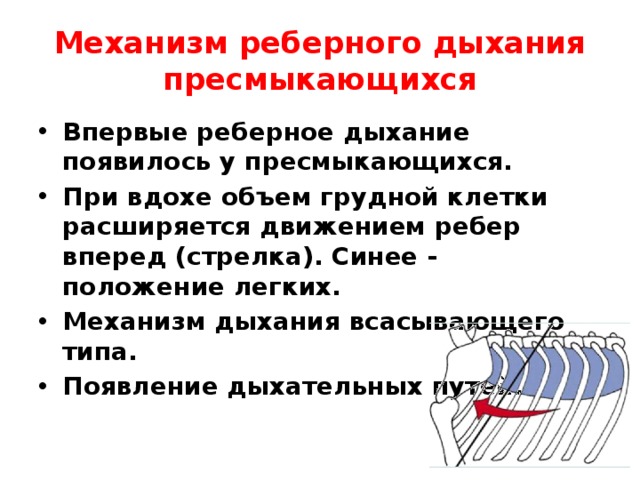 Механизм реберного дыхания пресмыкающихся Впервые реберное дыхание появилось у пресмыкающихся. При вдохе объем грудной клетки расширяется движением ребер вперед (стрелка). Синее - положение легких. Механизм дыхания всасывающего типа. Появление дыхательных путей. 