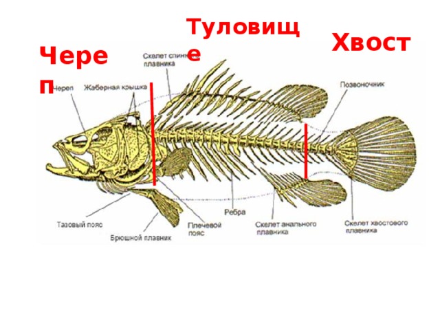 Сколько костей у рыбы