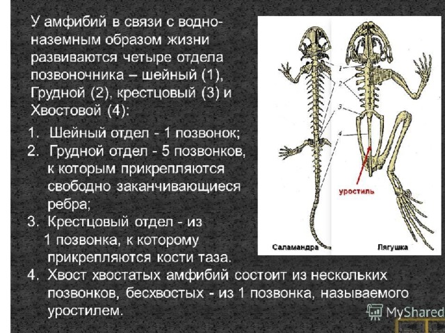 Определите отделы позвоночника и особенности их. Позвоночник земноводных. Отделы позвоночника земноводных. Позвоночник амфибий. Строение скелета амфибий.