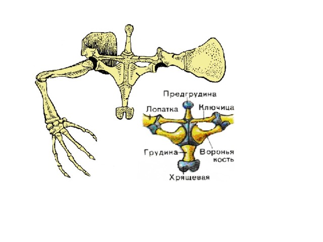 Пояса конечностей ящерицы. Скелет конечностей рептилий. Скелет пресмыкающихся Воронья кость. Строение плечевого пояса земноводных. Скелет лягушки плечевой пояс.