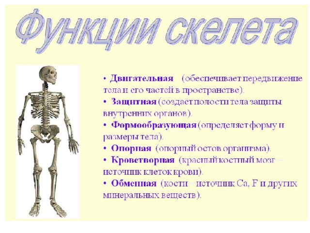 Значение скелета. Функции скелета конечностей. Локомоторная функция скелета. Значение и функции скелета. Функции скелета туловища.