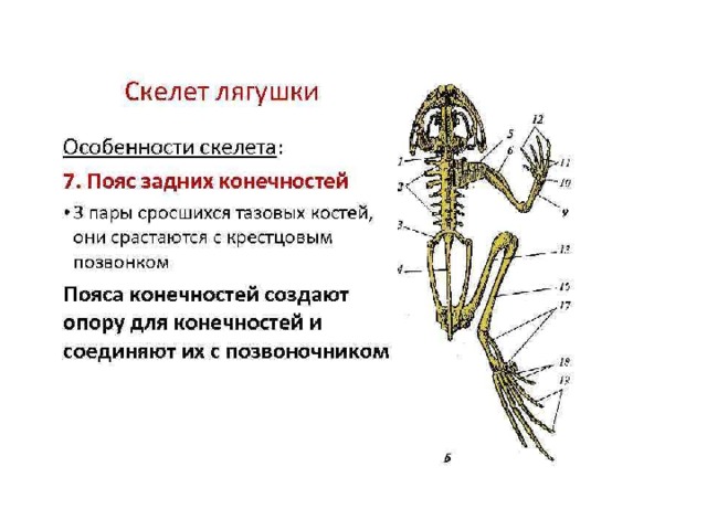 Функция скелета передних конечностей. Строение задней конечности лягушки. Отделы скелета лягушки. Пояс задних конечностей лягушки 7 класс. Скелет лягушки пояс передних конечностей.