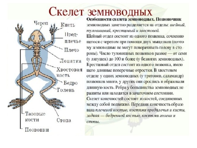 Признаки скелета земноводных