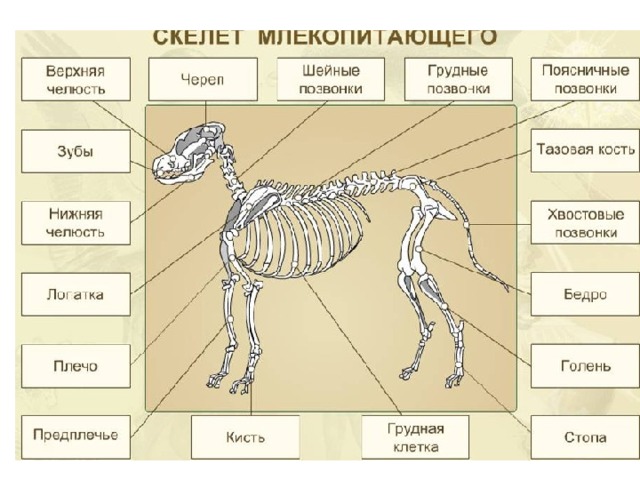 Опорно двигательная система млекопитающих таблица. Млекопитающие Скелетная система. Скелет млекопитающий строение. Строение скелета млекопитающих. Строение скелета собаки 8 класс биология.