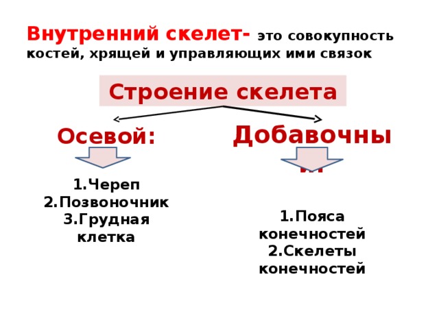 Внутренний скелет главный. Внутренний осевой скелет. Внутренний скелет примеры. Недостатки внутреннего скелета. Преимущества внутреннего скелета.