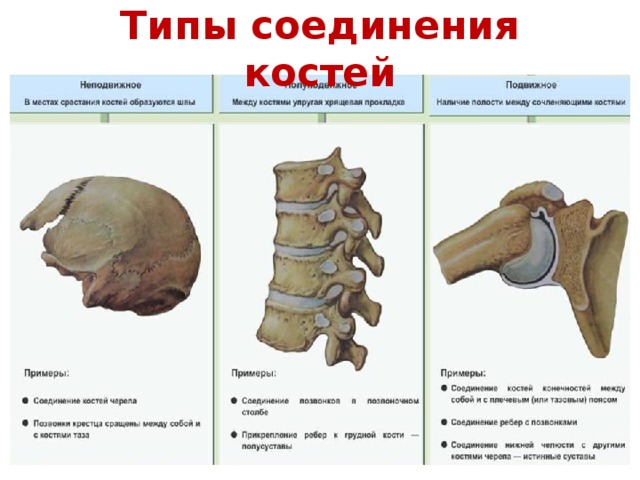 Характеристики соединения костей