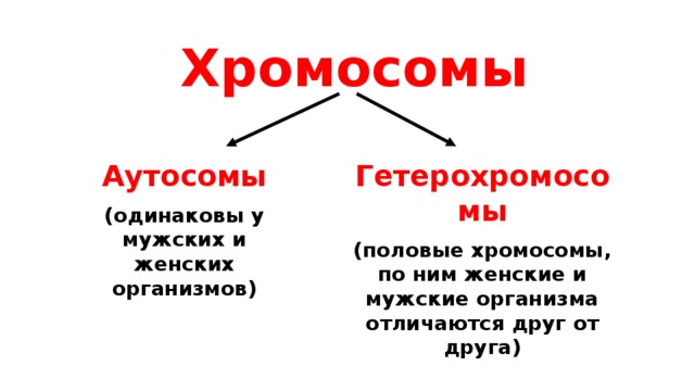 Хромосомы Аутосомы Гетерохромосомы (одинаковы у мужских и женских организмов) (половые хромосомы, по ним женские и мужские организма отличаются друг от друга) 