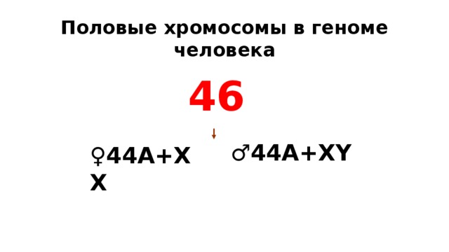Половые хромосомы в геноме человека 46  ♂ 44А+ХY ♀ 44А+ХХ 