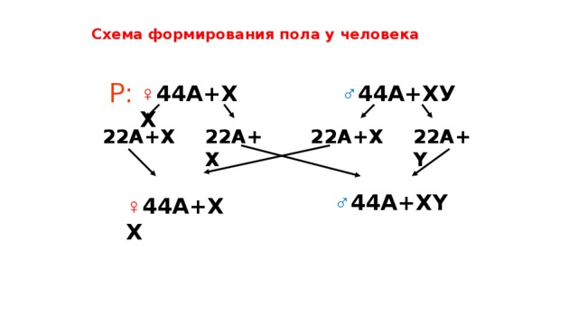Схема формирования пола у человека Р: ♂ 44А+ХУ ♀ 44А+ХХ 22А+Х 22А+Х 22А+Y 22А+Х ♂ 44А+ХY ♀ 44А+ХХ 