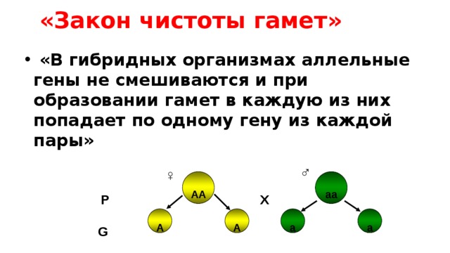 «Закон чистоты гамет»  «В гибридных организмах аллельные гены не смешиваются и при образовании гамет в каждую из них попадает по одному гену из каждой пары» ♂ ♀ аа АА X P G а а А А 