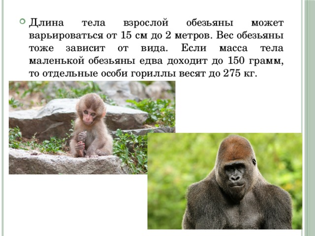 Длина тела взрослой обезьяны может варьироваться от 15 см до 2 метров. Вес обезьяны тоже зависит от вида. Если масса тела маленькой обезьяны едва доходит до 150 грамм, то отдельные особи гориллы весят до 275 кг. 