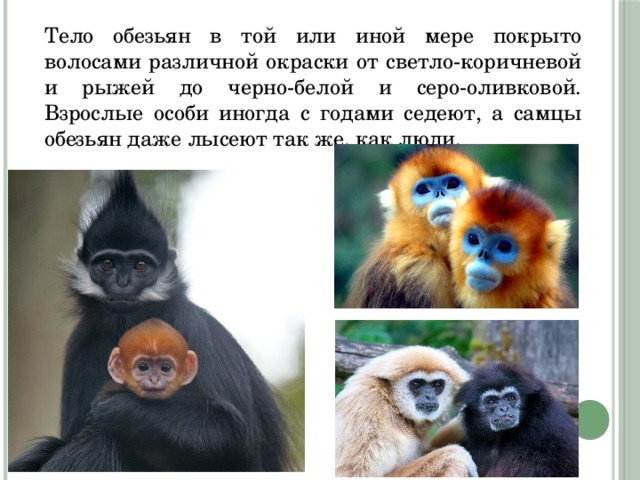 Тело обезьян в той или иной мере покрыто волосами различной окраски от светло-коричневой и рыжей до черно-белой и серо-оливковой. Взрослые особи иногда с годами седеют, а самцы обезьян даже лысеют так же, как люди. 