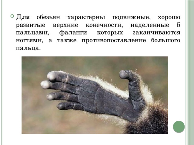 Для обезьян характерны подвижные, хорошо развитые верхние конечности, наделенные 5 пальцами, фаланги которых заканчиваются ногтями, а также противопоставление большого пальца. 