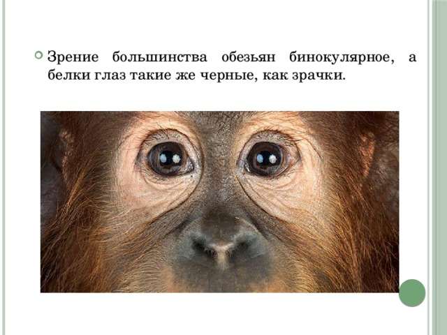 Зрение большинства обезьян бинокулярное, а белки глаз такие же черные, как зрачки. 