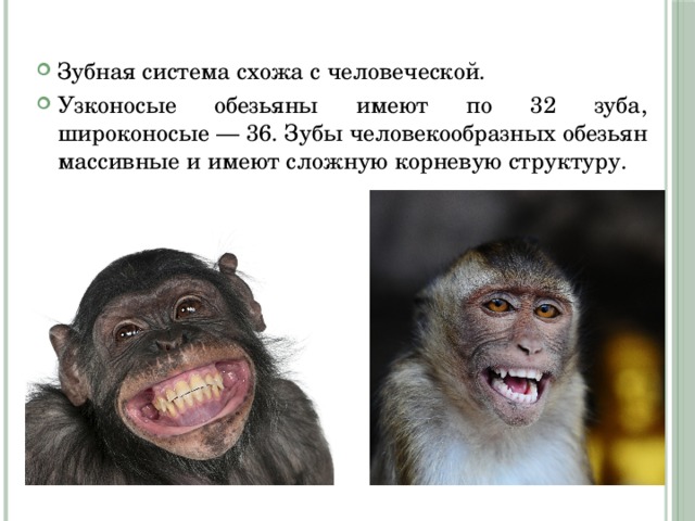 Зубная система схожа с человеческой. Узконосые обезьяны имеют по 32 зуба, широконосые — 36. Зубы человекообразных обезьян массивные и имеют сложную корневую структуру. 