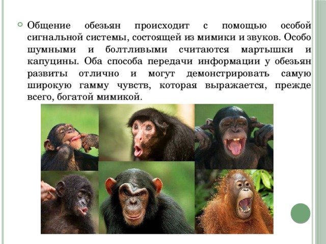 Общение обезьян происходит с помощью особой сигнальной системы, состоящей из мимики и звуков. Особо шумными и болтливыми считаются мартышки и капуцины. Оба способа передачи информации у обезьян развиты отлично и могут демонстрировать самую широкую гамму чувств, которая выражается, прежде всего, богатой мимикой. 