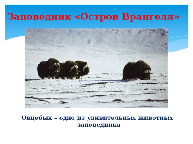 Где находится заповедник остров врангеля Презентация "Арктические пустыни" 4 класс