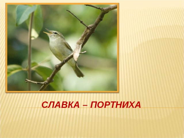 СЛАВКА – ПОРТНИХА 