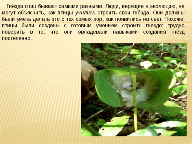 Гнёзда птиц бывают самыми разными. Люди, верящие в эволюцию, не могут объяснить, как птицы учились строить свои гнёзда. Они должны были уметь делать это с тех самых пор, как появились на свет. Похоже, птицы были созданы с готовым умением строить гнездо: трудно поверить в то, что они овладевали навыками создания гнёзд постепенно. 