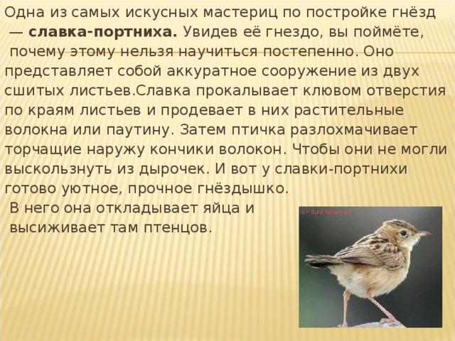 Одна из самых искусных мастериц по постройке гнёзд — славка-портниха. Увидев её гнездо, вы поймёте,  почему этому нельзя научиться постепенно. Оно представляет собой аккуратное сооружение из двух сшитых листьев.Славка прокалывает клювом отверстия по краям листьев и продевает в них растительные волокна или паутину. Затем птичка разлохмачивает торчащие наружу кончики волокон. Чтобы они не могли выскользнуть из дырочек. И вот у славки-портнихи готово уютное, прочное гнёздышко.  В него она откладывает яйца и  высиживает там птенцов. 