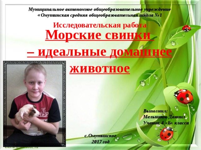 Муниципальное автономное общеобразовательное учреждение « Омутинская средняя общеобразовательная школа №1 Исcледовательская работа Морские свинки  – идеальные домашнее животное Выполнил: Мельников Даниил Ученик 4 «Б» класса с.Омутинское 2017 год 
