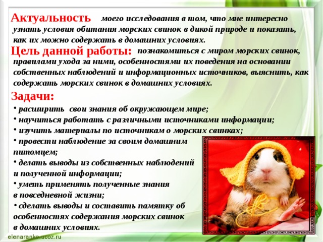 Актуальность    моего исследования в том, что мне интересно узнать условия обитания морских свинок в дикой природе и показать, как их можно содержать в домашних условиях.   Цель данной работы:    познакомиться с миром морских свинок, правилами ухода за ними, особенностями их поведения на основании собственных наблюдений и информационных источников, выяснить, как содержать морских свинок в домашних условиях. Задачи:  расширить свои знания об окружающем мире;  научиться работать с различными источниками информации;  изучить материалы по источникам о морских свинках;  провести наблюдение за своим домашним питомцем;  делать выводы из собственных наблюдений и полученной информации;  уметь применять полученные знания в повседневной жизни;  сделать выводы и составить памятку об особенностях содержания морских свинок в домашних условиях. 