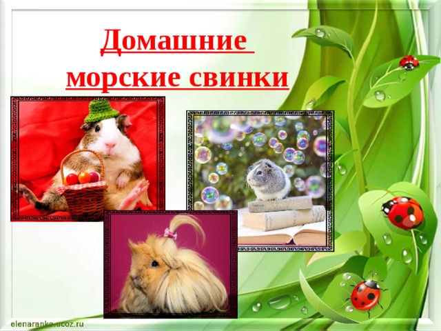 Домашние  морские свинки 