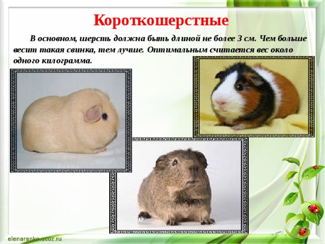 Короткошерстные    В основном, шерсть должна быть длиной не более 3 см. Чем больше весит такая свинка, тем лучше. Оптимальным считается вес около одного килограмма. 