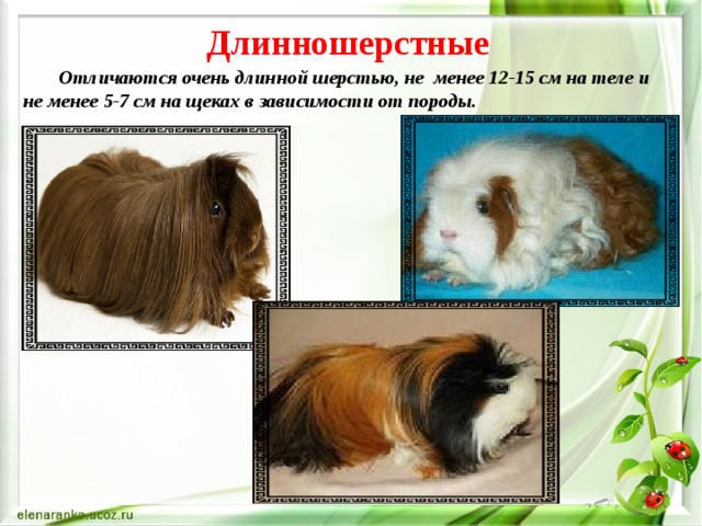 Длинношерстные    Отличаются очень длинной шерстью, не менее 12-15 см на теле и не менее 5-7 см на щеках в зависимости от породы. 