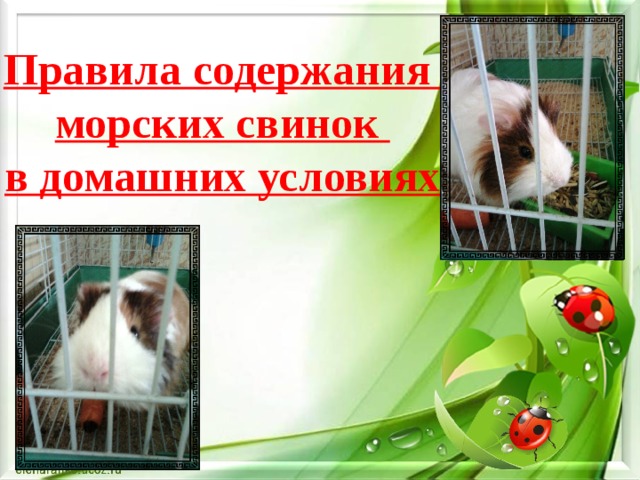  Правила содержания  морских свинок  в домашних условиях   